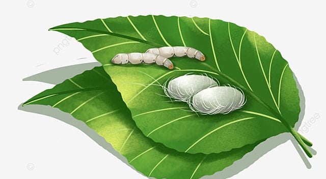 ipek böceği ve ipek