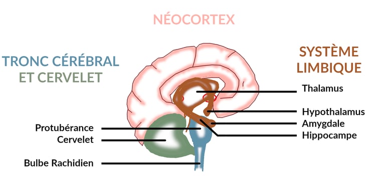 Tronc Cérébral, Cervelet et système limbique
