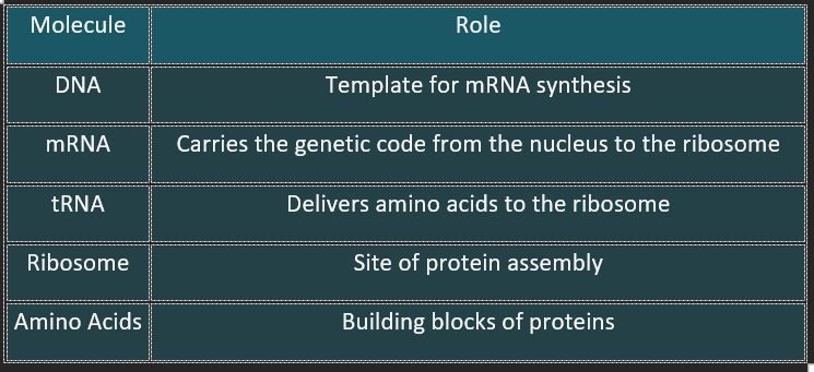 Translation key enzymes