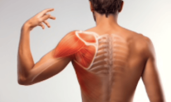 muscoli spalla e scapola
