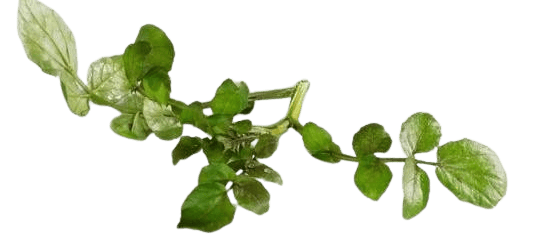 watercress