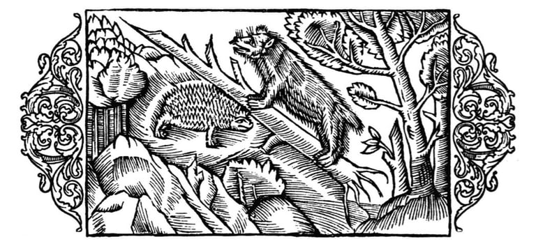 A bear and hedgehog from Olaus' History of the Nordic Peoples
