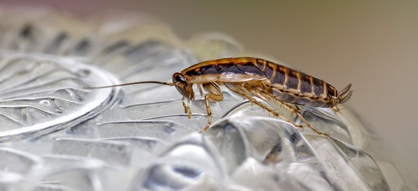 German cockroach on an upturned glass bowl