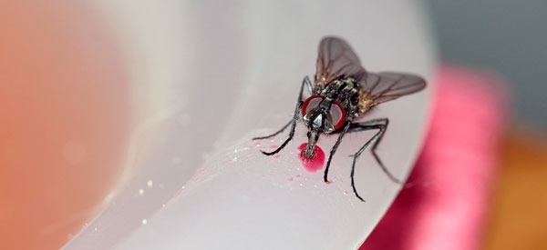 Common housefly helping itself to dessert