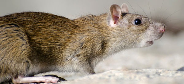 Brown house rat