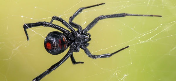 Female Red Back spider