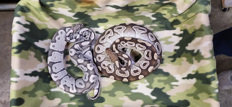Female is a Mojave Double het Axanthic Hypo. Male is a True ghost- Pet Den