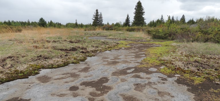 An open alvar documented in Ontario by Environmental Consultants at Aster Environmental.