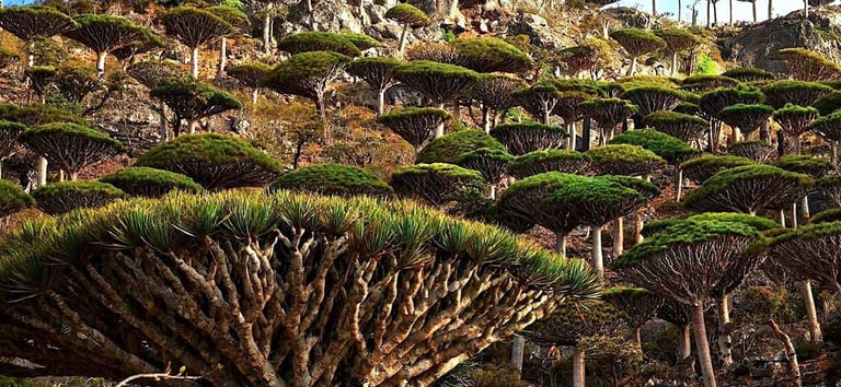 Socotra guide