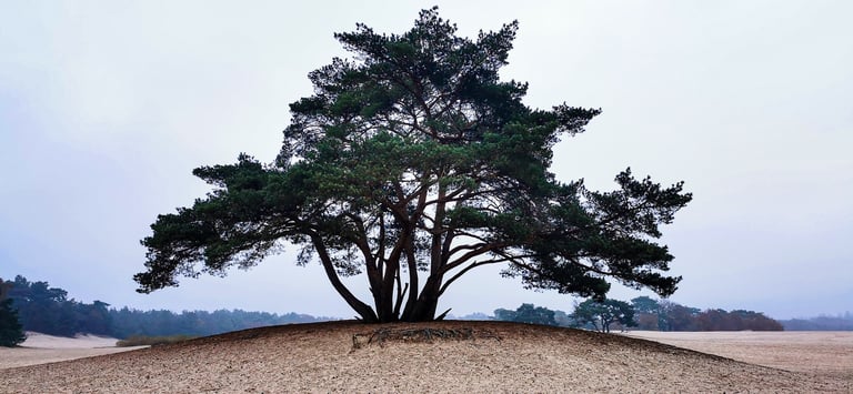 Soesterduinen