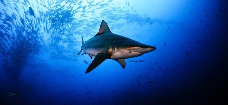 Tracey Billington Scuba Diving with sharks at Cocos Islands, Costa Rica