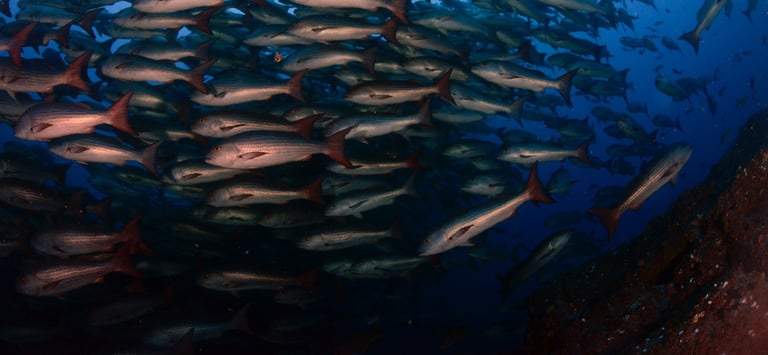 Tracey Billington Scuba Diving with sharks at Cocos Islands, Costa Rica