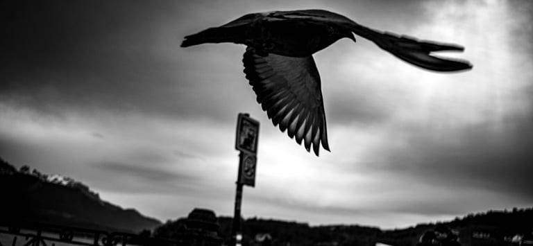a bird flying over a fence with a bird in the background