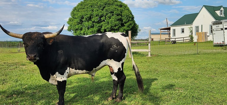 Miniature TX Long Horn Bull at HHR Miniature TX longhorns