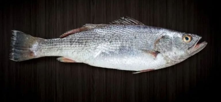 Whole raw silver Corvina fish isolated on a dark wooden background, perfect for seafood recipes.