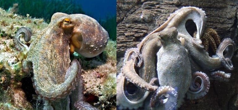 Two camouflaged octopuses blending into coral and rocky seabed environments underwater.