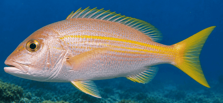 A yellowtail snapper with bright yellow stripes swimming underwater near a coral reef.