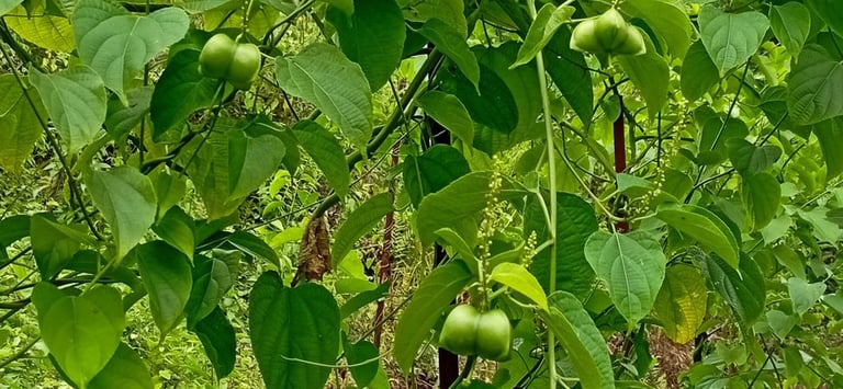 asesoría agricultura ecológica- biodinámica, cultivo super alimentos, producción ecológica, agro