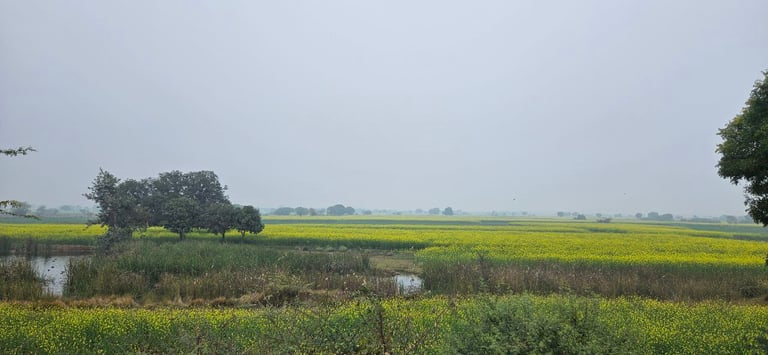 view of mustrad filed from a village