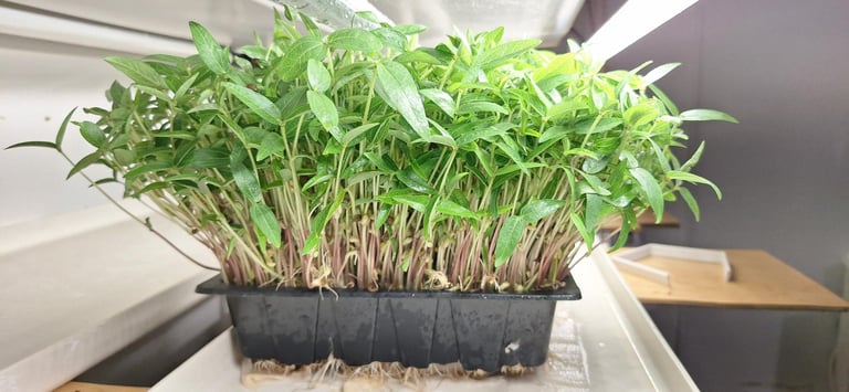 Fresh green mung bean microgreens growing in a black seedling tray under indoor grow lights.
