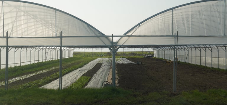 La serre début mars