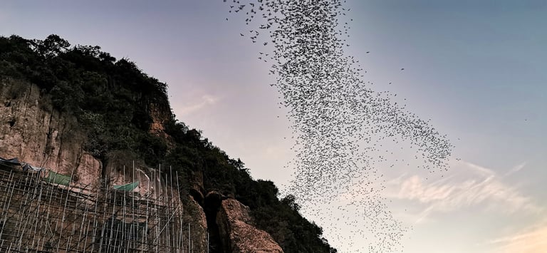 Bat cave Phnom Samov