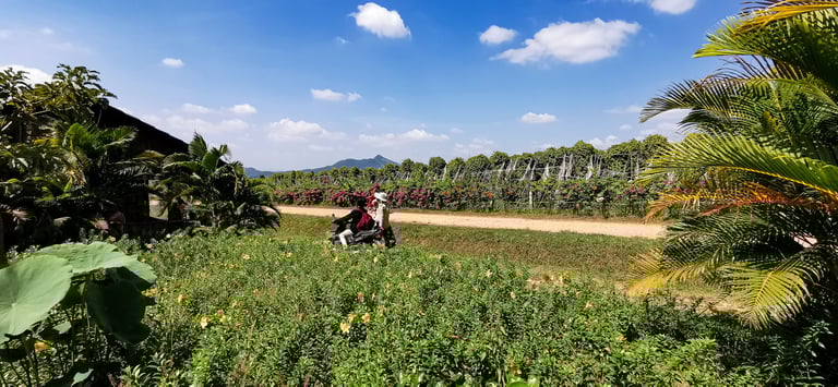 La Plantation