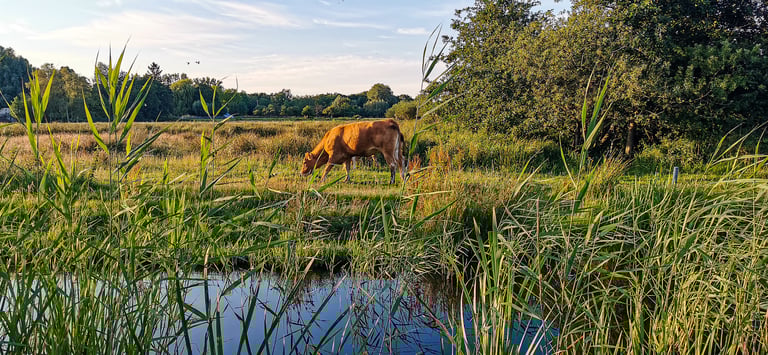 Loosdrechtse plassen
