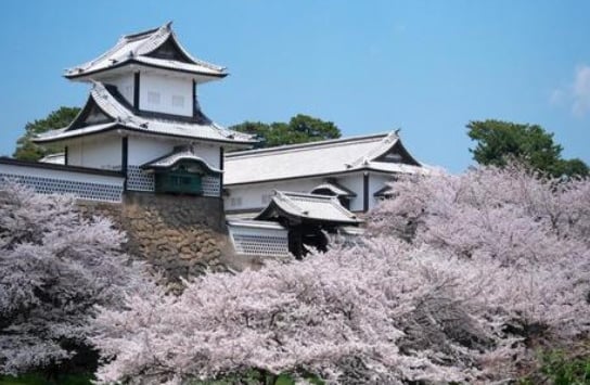 Kanazawa Castle with cherry blossoms