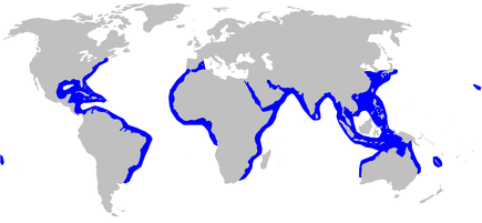 Répartition géographique requin marteau halicorne