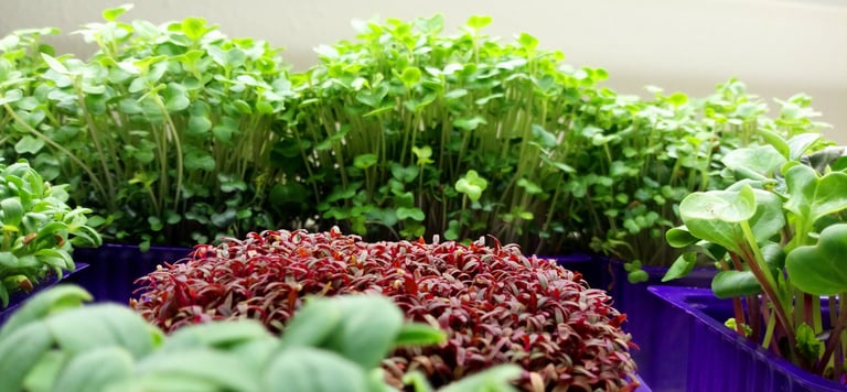 a picture of Early Greens microgreens nursery  produce