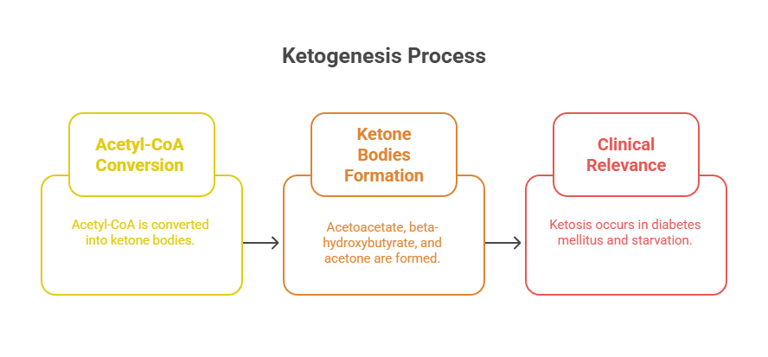 Ketogenesis process