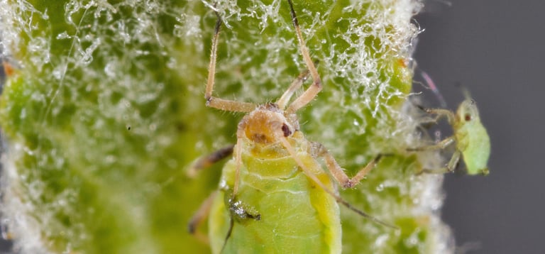 Green aphid close up
