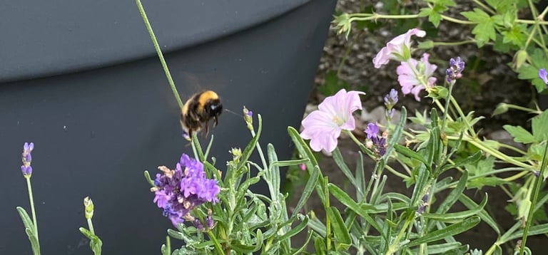 A bee hovering over lavender and geranium plants