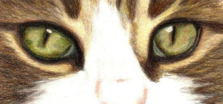 regard de chat