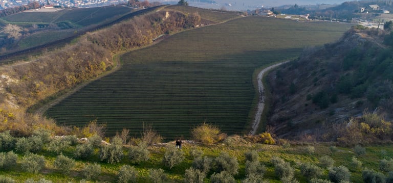 Vigneto biologico dentro una cava di pietra