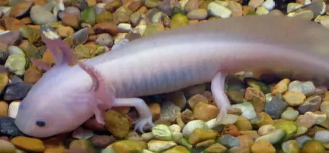 axolote albino