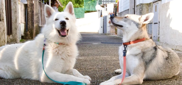 un berger blanc suisse et chien loup tchécoslovaque posant avec des articles ClipsOPoil