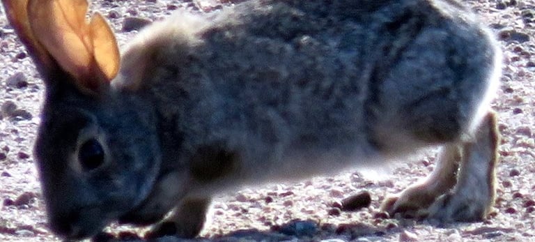 a rabbit in the middle of a sandy area