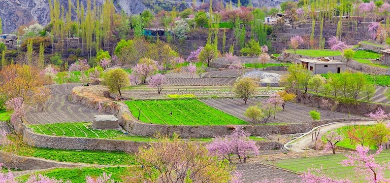 Hunza Cherry Blossom