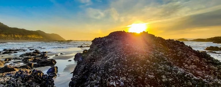Oregon Coast - Strawberry Hill Wayside has a very large tidepool area