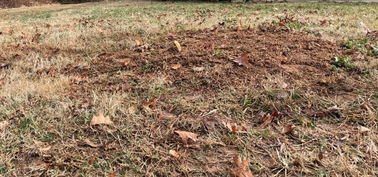 Cherry tree stump allll gone!