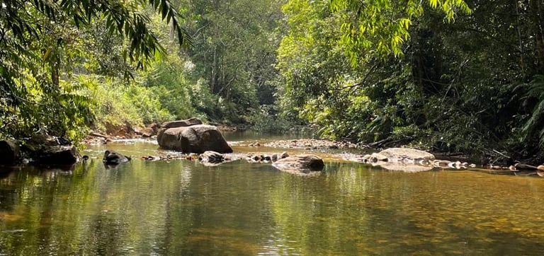 a river with a tree in the middle of it
