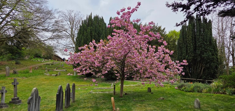 A tree in Spring, full of blossom, in a graveyard
