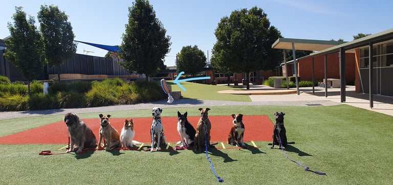 multiple dogs in sit while toy is being thrown past them