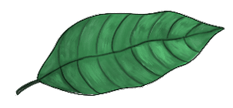 Cedrela Odorata