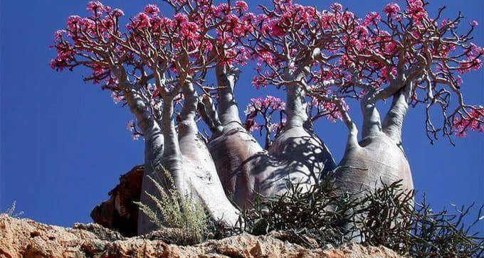 Socotra guide