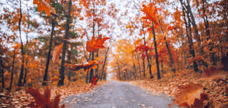 Fall leaves