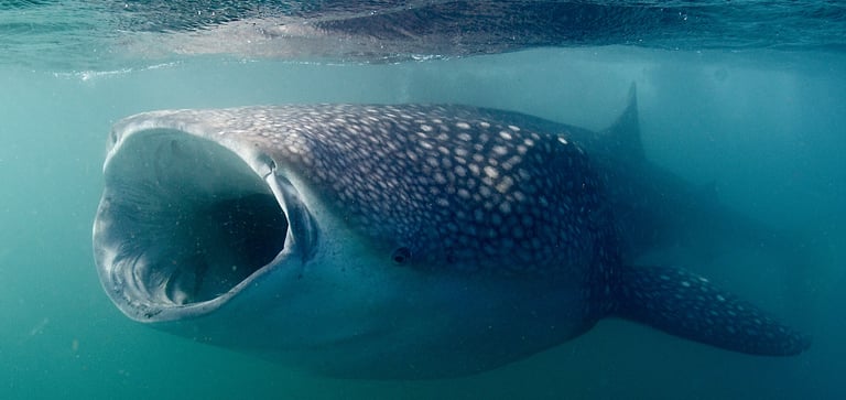 requin baleine qui ouvre grand la gueule pour manger