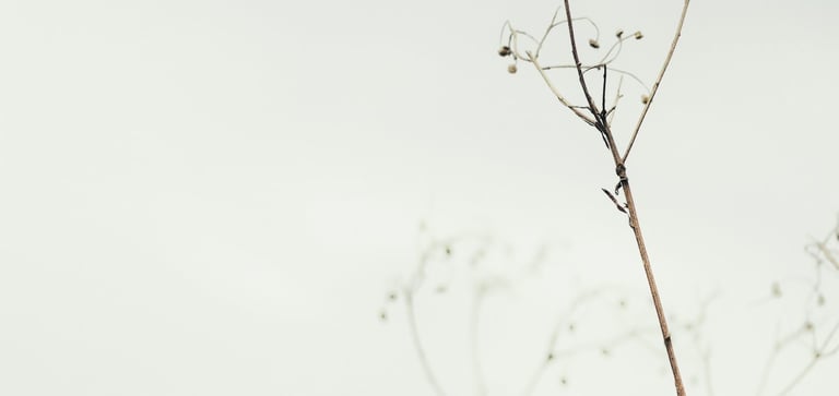 image of a plat with grey sky reflecting energy medicine